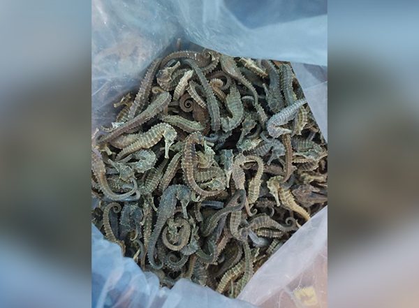 India News | West Bengal Forest Officials Arrest Man, Seize 5 Kg Dried Sea Horse