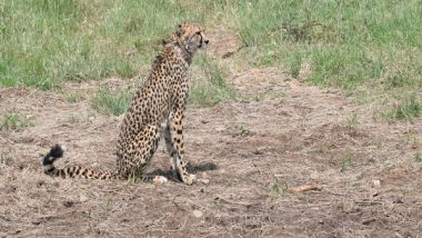 India News | MP: Female Cheetah Brought from Namibia Falls Ill, Suffers from Kidney Problem