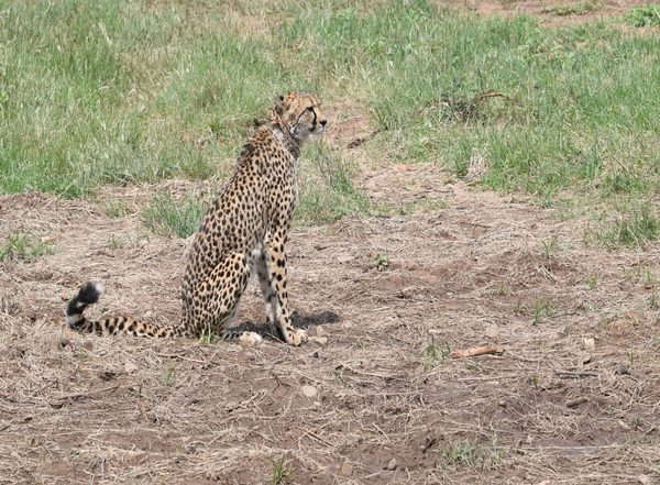 India News | MP: Female Cheetah Brought from Namibia Falls Ill, Suffers from Kidney Problem
