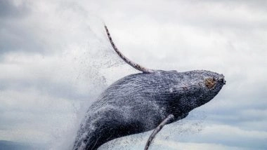Science News | Study Reveals Influence of Krill Availability on Humpback Whale Pregnancies