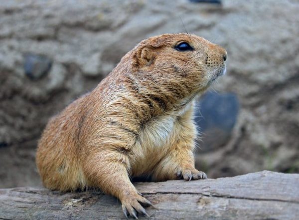 India News | Himachal Pradesh Govt Bans Glue Traps to Protect Rodents Following PETA Appeal