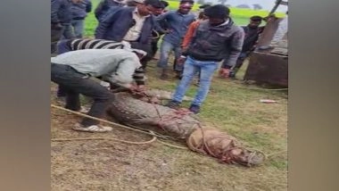 India News | Giant Crocodile, Python Rescued from MP's Vidisha