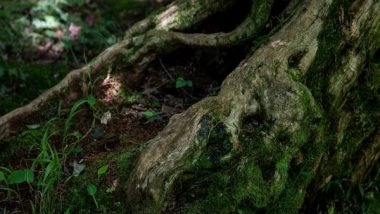 Science News | Researchers Discover New Species of Microalgae