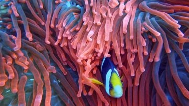 Science News | Reef Fish Find It Harder to Locate Rivals Due to Coral Bleaching: Study