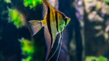 Science News | New Species of Microalgae Was Found in Water from a Home Aquarium