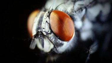 Science News | Research Finds Mating Causes 'jet Lag' in Female Fruit Flies