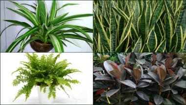 Best Plants for Home: From Spider Plant to Ferns, 5 Indoor Plants To Celebrate National Houseplant Appreciation Day 2023!