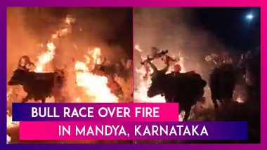 Bull Race Over Fire: Farmers Organise The Race In Mandya, Karnataka To Celebrate Sankranti 2023