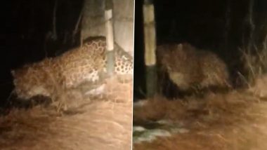 Leopard on Prowl Caught on Camera in Pulwama’s Baghander (Watch Video)