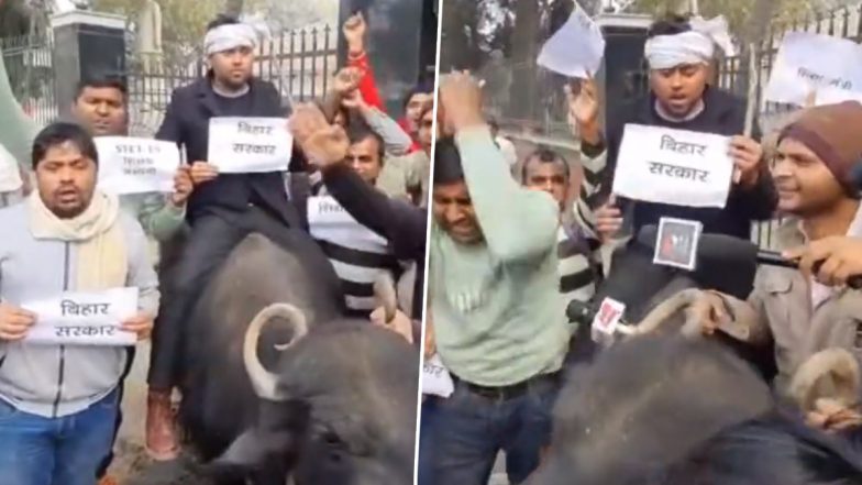 Bihar: STET Aspirants Sit on Buffalo, Protest Against State Education Minister Outside RJD Office in Patna, Video Goes Viral