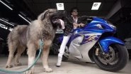 Bengaluru Dog Breeder Buys Rare Caucasian Shepherd &lsquo;As Big as Lioness&rsquo; Priced at Rs 20 Crore, Names It Cadabom Hayder