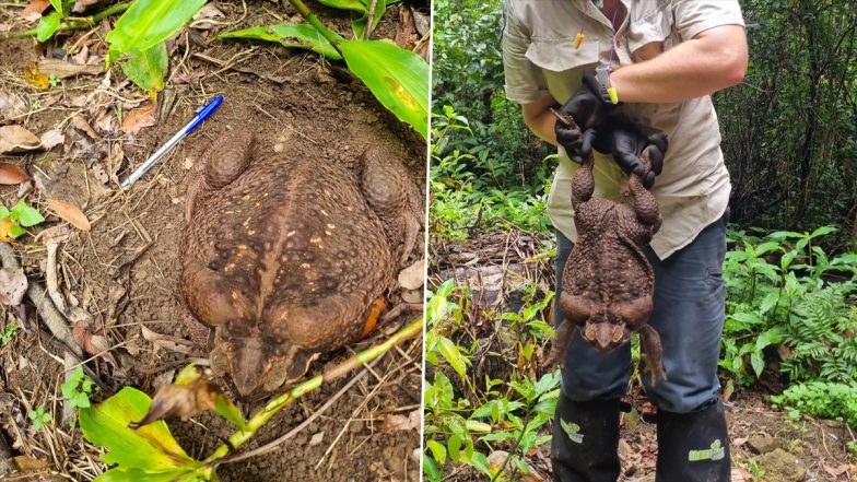 Toadzilla: Record-Breaking Monster Cane Toad Weighing 2.7 kg Found at Conway National Park in Australia (See Pics and Video)