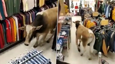 Assam: Cow Seen Roaming Freely Inside Cloth Store at Dhubri’s Shopping Mall, Video Goes Viral