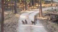 Madhya Pradesh: Tigress T4 Gives Birth to Four More Cubs in Pench Tiger Reserve; Her Offspring Count Reaches 20