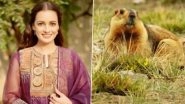 Dia Mirza Captures Rare Sighting of Himalayan Marmot During the Shoot of Dhak Dhak (View Pic)
