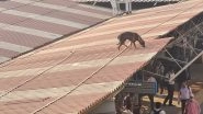 Video: Dog Walks on Roof of Andheri Railway Station Platform in Mumbai, Twitter User Shares Clip Asking Help for Canine