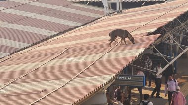 Video: Dog Walks on Roof of Andheri Railway Station Platform in Mumbai, Twitter User Shares Clip Asking Help for Canine