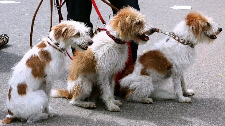 Professional Dog Walker Dies After Being Attacked by One Her Walking Dogs