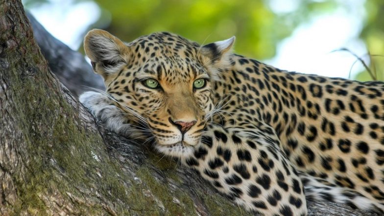 Dogs Attack and Chase Away Leopard in Uttarakhand's Nainital, Video of Big Cat Running for Its Life Goes Viral