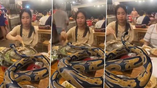 Dinner Date With Huge Python! Girls Sit for Meal With the Scary Reptile; Feed It With Chopsticks in Viral Video