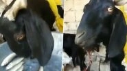 Goat Happily Eats Raw Fish in Old Video That Has Gone Viral Again; Internet Users Can&rsquo;t Believe Their Eyes!