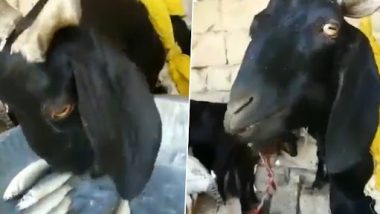 Goat Happily Eats Raw Fish in Old Video That Has Gone Viral Again; Internet Users Can’t Believe Their Eyes!