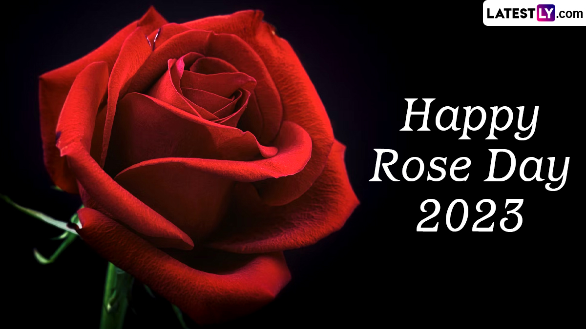 Happy Rose Day 2023 Wishes: WhatsApp Messages, Images, HD Wallpapers,  Greetings and SMS for the First Day of Valentine's Week | 🙏🏻 LatestLY
