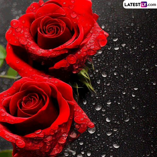 Rose Day 2023 Greetings and Images: Share Romantic Messages, Thoughtful  Quotes, GIFs, Beautiful Rose Pics, HD Wallpapers and Lovely Wishes To  Celebrate the Special Day | ?? LatestLY
