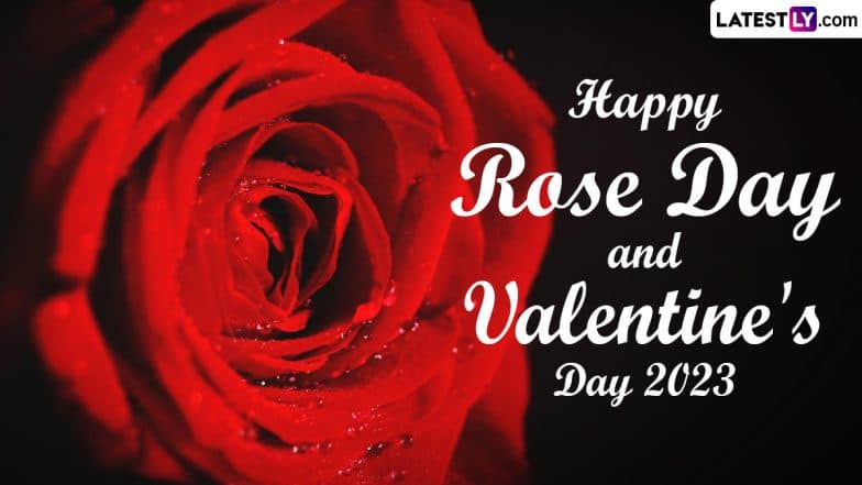 Happy Rose Day 2023 Wishes and Valentine’s Week Greetings: Share Quotes About Love, Beautiful Rose HD Wallpapers, Cute Messages and Heart Images | ???????? LatestLY