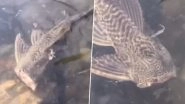 Headless Fish Seen Casually Swimming in Lake Like Nothing&rsquo;s Wrong; See the Bizarre Video