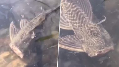 Headless Fish Seen Casually Swimming in Lake Like Nothing’s Wrong; See the Bizarre Video