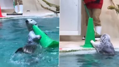 Sea Otter Generously Helps People Cleaning the Swimming Pool; Viral Video of the Smart Helper Will Make You Go Aww!