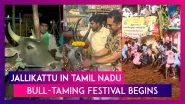 Jallikattu In Tamil Nadu: Bull-Taming Festival Begins In Palamedu, Madurai
