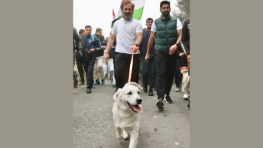 'Luna Has Been Kidnapped!': Rahul Gandhi Walks with Priyanka Gandhi's Pet Dog in Haryana's Karnal During Bharat Jodo Yatra, See Adorable Pics and Video