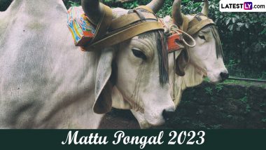 When Is Mattu Pongal 2023? Know Date, Jallikattu Festival Rituals and Significance of The Third Day of Tamilian Harvest Festival