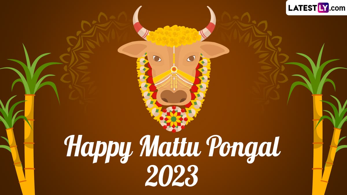 Mattu Pongal 2022 Wishes: Share Quotes, WhatsApp SMS, HD Images For WhatApp  And Facebook To Celebrate The Jallikattu Festival