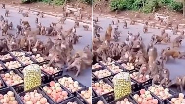 Notorious Monkeys Steal Apples From Roadside Stall; Watch Hillarious ‘Monkey Heist’ Video