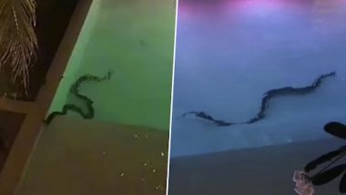 Giant Snake In Hotel's Swimming Pool Leaves Holidaymakers Terrified, Video Goes Viral