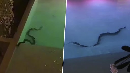 Giant Snake In Hotel's Swimming Pool Leaves Holidaymakers Terrified, Video Goes Viral