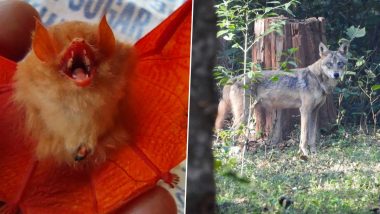 Chhattisgarh: Rare 'Orange Bat', Endangered Indian Wolf Spotted at Kanger Ghati National Park in Bastar (See Pics)