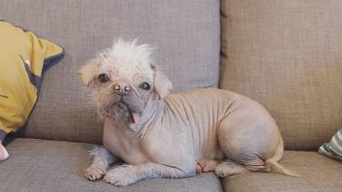 Ugliest Dog Contest in Britain: East Yorkshire's Peggy, Who Is Half Pug and Half Chinese Crested, Emerges as Frontrunner for Unenviable Title