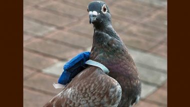 Pigeon Wearing Mini Backpack Filled With Crystal Meth Captured at Canadian Prison; View Pic