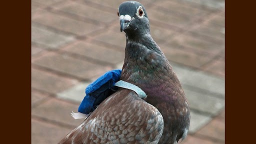 Pigeonsdoingthings @pigeonsDT Police caught pigeon wearing a tiny