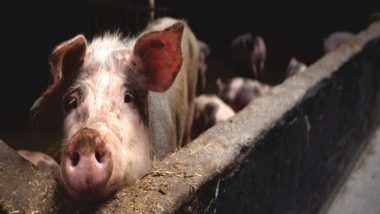 African Swine Fever Outbreak in Meghalaya: West Khasi Hills District Imposes Section 144 CrPC To Tackle ASF
