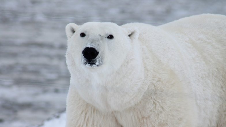 US: Polar Bear Kills Woman, Boy in Remote Alaska Village