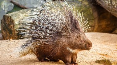 Uttar Pradesh: Two Rare Indian Crested Porcupines Killed for Meat in Budaun, Three Men Booked