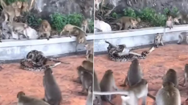 Python Kills Monkey! Giant Snake Coils Around Primate and Suffocates It to Death in Front of Other Monkeys, Old Video Goes Viral Again