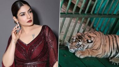 Raveena Tandon Gets Tiger Cub in Kanpur Zoo Named After Her After Actress Sends Heaters and Supplements to Them (Watch Video)