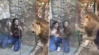 Woman Mocks and Angers Lion Kept in an Enclosure; See How the Internet Reacted to the Viral Video