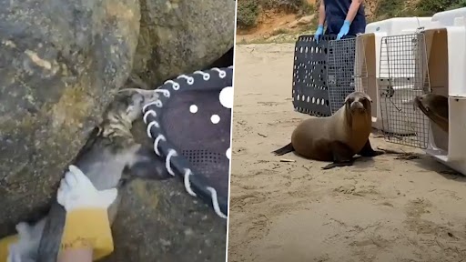 Baby Sea Lion Scared To Go Back to Ocean Gets Help From ‘Best Friend’; Watch Adorable Video of the Marine Mammal